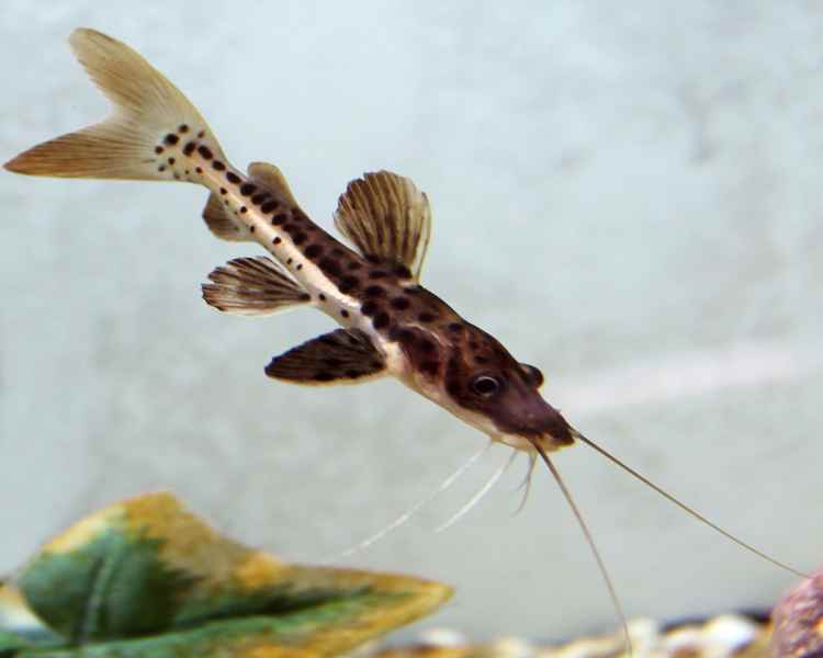 Redtail Tiger Shovelnose Catfish ~ 4cm - 5cm